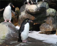 De Rockhopper pinguïns behoren tot de kleinste van alle pinguïns. Ze houden van de koele grond die al 12 jaar trouw door een ijsmachine van GEA Geneglace geleverd wordt.