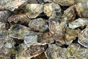 Franse oesters gekoeld ‘uit de muur’