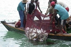 Visvangst op het Victoriameer (Tanzania)