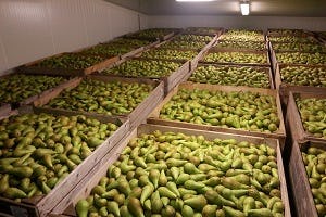 Reguleren vochtverlies appels en peren stelt specifieke koeltechnische eisen